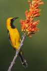 Hooded oriole pauses for a moment while checking ocotillo cactus blooms Art Print